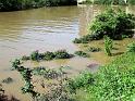 Hochwasser (161)